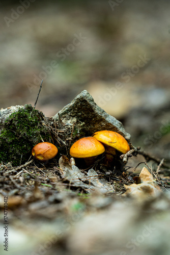 mushrooms on a rock