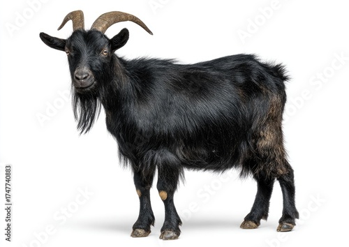 Black goat facing forward, full body shot