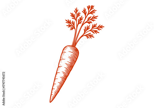 Carrot hand drawn simple engraved vector illustration