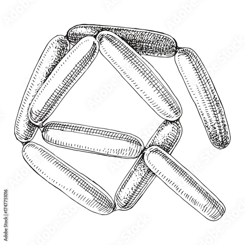 Sausages hand drawn vector illustration