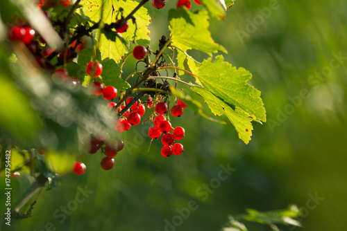 Wallpaper Mural Clusters of red ripe juicy currants on a branch. Blurred green background Torontodigital.ca