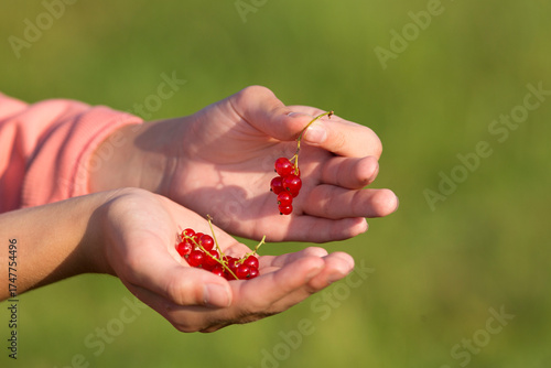 Wallpaper Mural A bunch of red ripe currants in a child's hand. Close-up. A blurred green background. The evening sun Torontodigital.ca