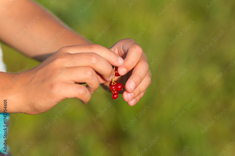 custom made wallpaper toronto digitalA child holds a bunch of red currants. Blurred green background. Evening lighting