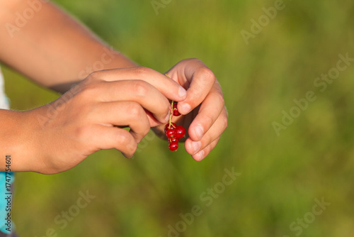 Wallpaper Mural A child holds a bunch of red currants. Blurred green background. Evening lighting Torontodigital.ca