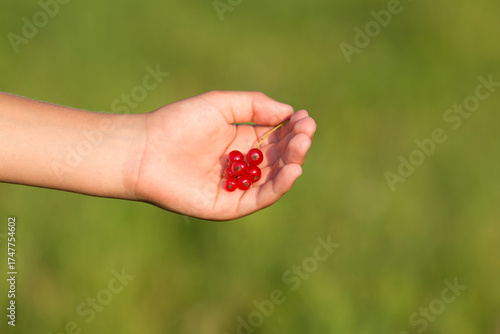 Wallpaper Mural A bunch of red ripe currants in a child's hand. A blurred green background. The evening sun Torontodigital.ca