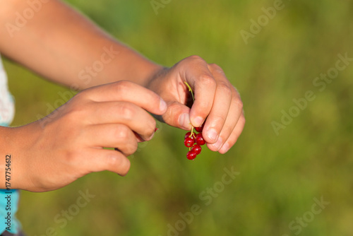 Wallpaper Mural A child holds a bunch of red currants. Blurred green background. Evening lighting Torontodigital.ca