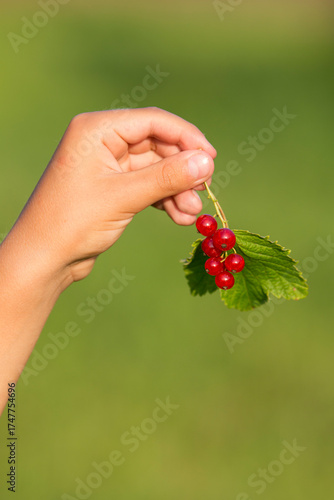Wallpaper Mural A child holds a bunch of red currants. Blurred green background. Evening lighting Torontodigital.ca