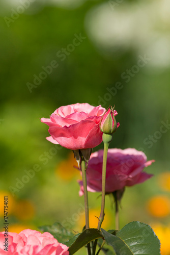 Wallpaper Mural Garden pink roses in the garden. Close-up Torontodigital.ca