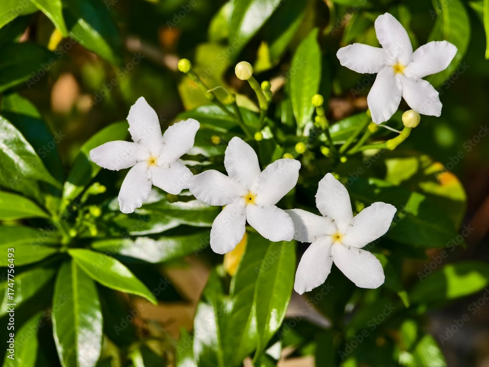 Obraz premium Mondokaki Flower (Tabernaemontana Divaricata) in the morning