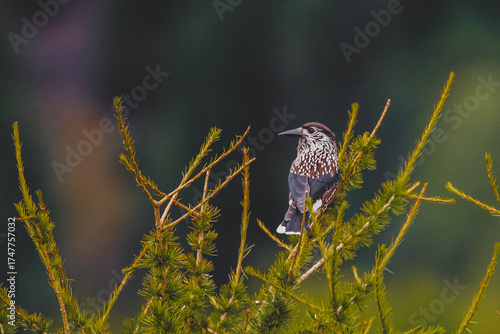Wallpaper Mural Vogel Torontodigital.ca