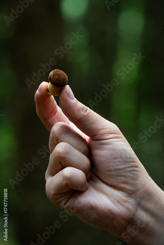 mushroom in the hand