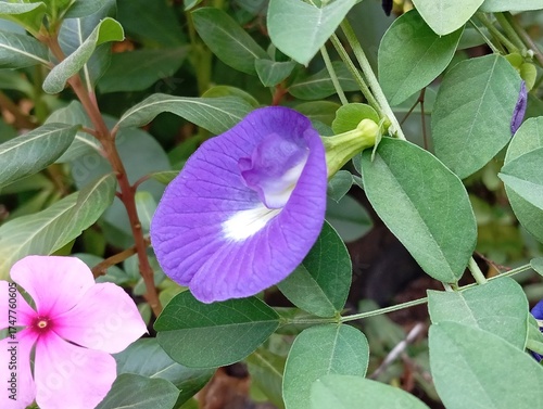 Close-up of Clitoria ternatea or butterfly pea flower in vivid purple with a soft white center, surrounded by green leaves and a pink periwinkle bloom, captured in natural daylight