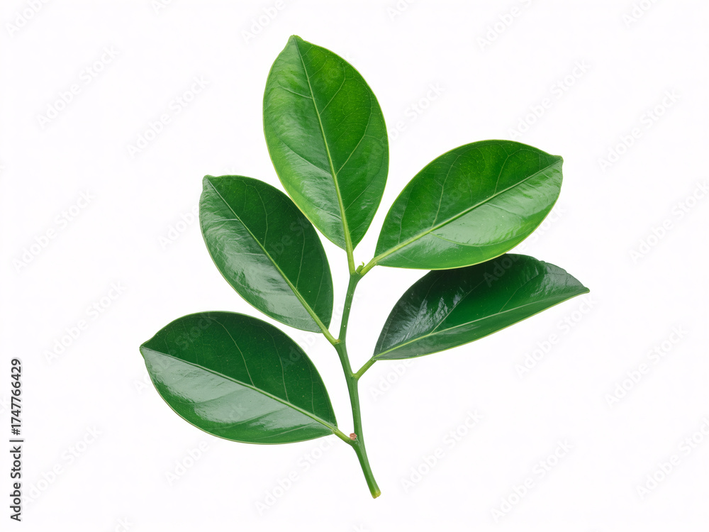 Obraz premium Vibrant green leaves on a branch showcase natural beauty, perfect for health and wellness marketing