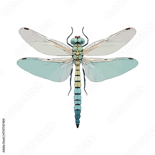 Dragonfly
