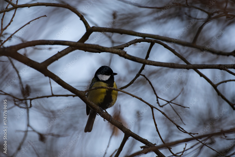 Naklejka premium Macro close-up of a colorful bird with detailed feathers, wildlife photography showcasing nature beauty and animal portrait in sharp focus