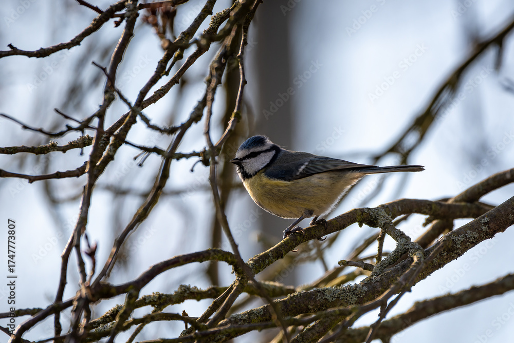 Naklejka premium Macro close-up of a colorful bird with detailed feathers, wildlife photography showcasing nature beauty and animal portrait in sharp focus