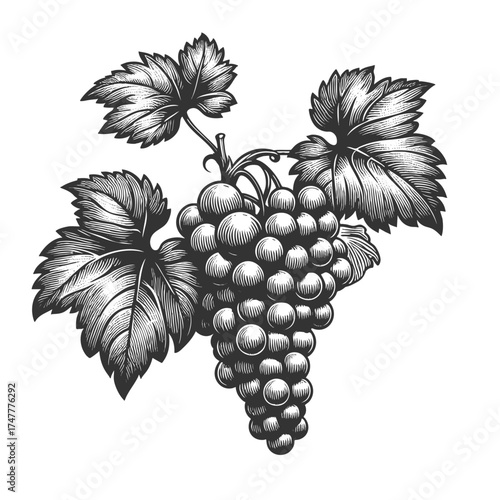 bunch of grapes with leaves and vine, symbolizing wine, harvest, fruit, and traditional botanical art sketch engraving generative ai vector illustration. Scratch board imitation. Black and white image