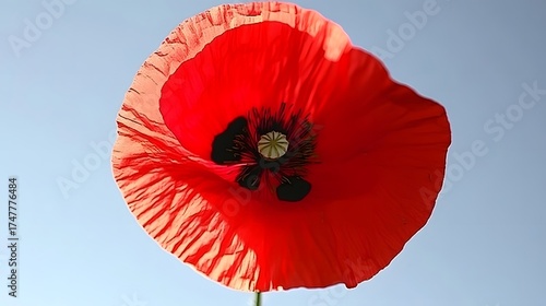 Wallpaper Mural Vibrant red poppy flower close up against the clear blue sky background Torontodigital.ca