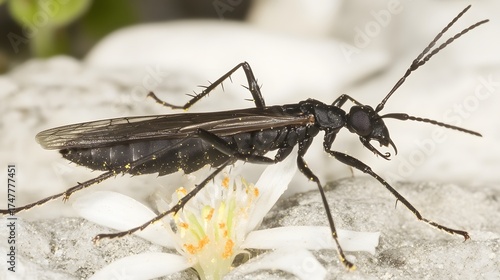 Wallpaper Mural Macro shot of dark sawfly on white flower showing intricate body and legs Torontodigital.ca