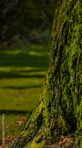 Mossy tree trunk closeup against grass, right side, green sunlit, glowing, vertical, autumn, magical, halloween