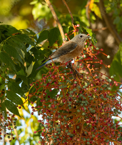 Female western bluebird sitting in Chinese Pistache tree berries, California, golden hour, vertical, red, green, Sialia mexicana, thrush