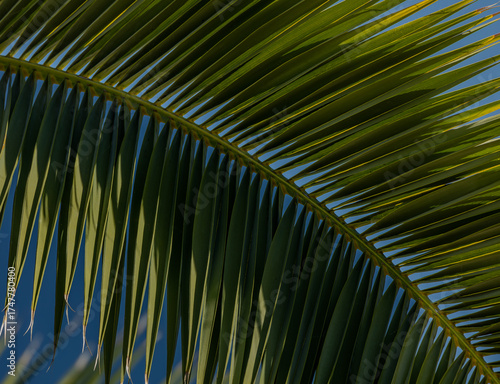 Palm frond closeup, diagonal pattern, texture, tropical, travel, green, blue sky, branch, detailed