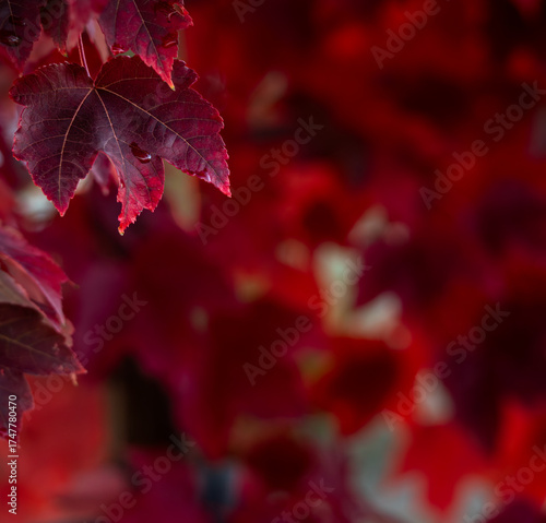 Maple leaf closeup with raindrops and bokeh background, dark red, selective focus, fall leaves, dramatic, vivid, moody, background, banner