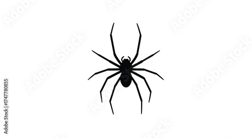 Creepy black spider with long legs detailed macro shot on for halloween silhouette