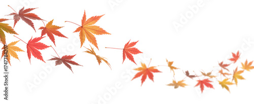Autumn Maple Leaves Border Design fall isolated on a transparent background