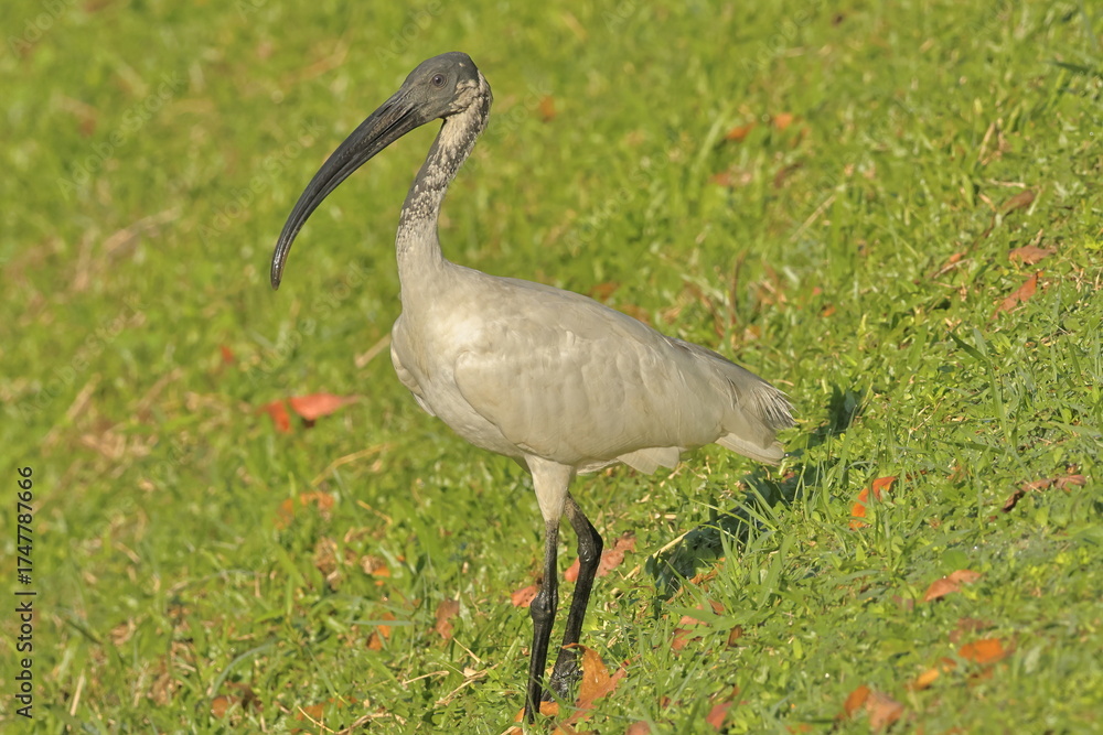 Fototapeta premium Birds of Sl