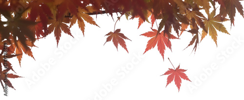 Autumn Maple Leaves Border with Transparent Background 