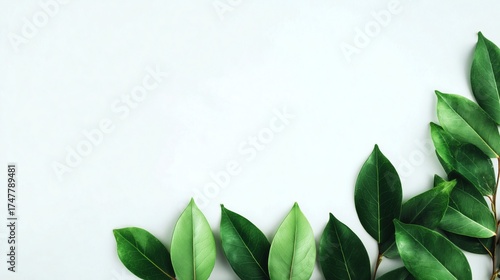 Wallpaper Mural Overhead view of fresh green leaves arranged on plain white background, natural botanical layout. Torontodigital.ca