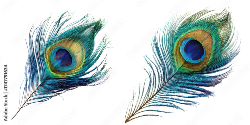 Obraz premium Iridescent peacock tail feathers with striking eyespot patterns on white background