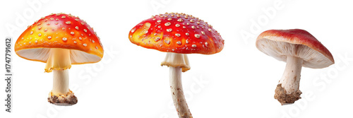 Three vibrant red and orange Fly Agaric mushrooms isolated on a clean white background