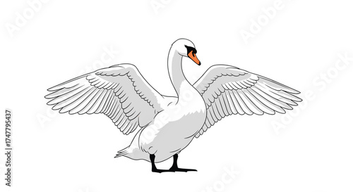Majestic white swan displays its magnificent wingspan in a graceful pose.