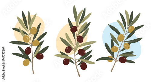 Illustrations of olive branches with green and dark olives against soft pastel backgrounds.