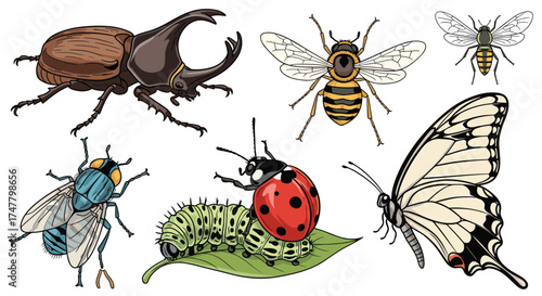 A collection of insects including a beetle a bee a fly a ladybug and a butterfly.