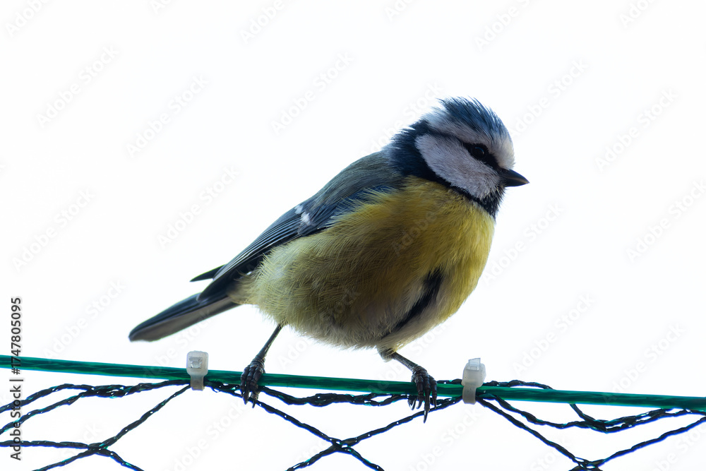 Fototapeta premium Macro close-up of a colorful bird with detailed feathers, wildlife photography showcasing nature beauty and animal portrait in sharp focus