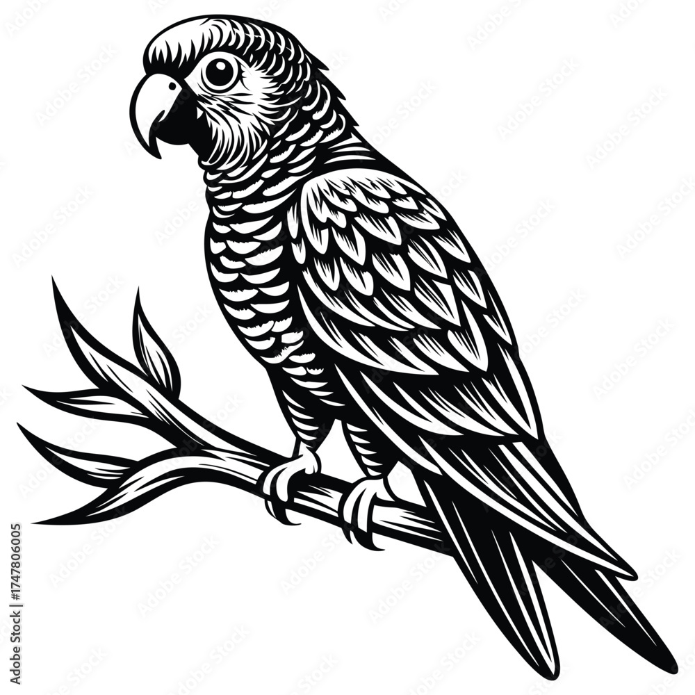 Obraz premium Vintage Parrot Illustration,Black and White Woodcut Style Bird Vector Design, Parrot vector,Parrot design,Parrot concept,Parrot cartoon,Parrot icon,Parrot template,Parrot art,Parrot topics,Parrot
