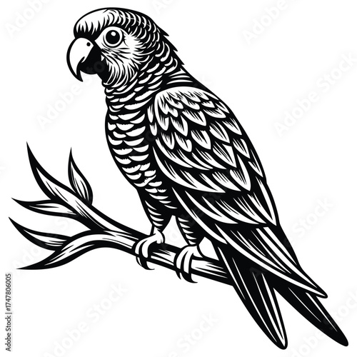 Vintage Parrot Illustration,Black and White Woodcut Style Bird Vector Design, 
Parrot vector,Parrot design,Parrot concept,Parrot cartoon,Parrot icon,Parrot template,Parrot art,Parrot topics,Parrot 