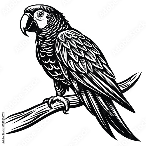 Vintage Parrot Illustration,Black and White Woodcut Style Bird Vector Design, 
Parrot vector,Parrot design,Parrot concept,Parrot cartoon,Parrot icon,Parrot template,Parrot art,Parrot topics,Parrot 