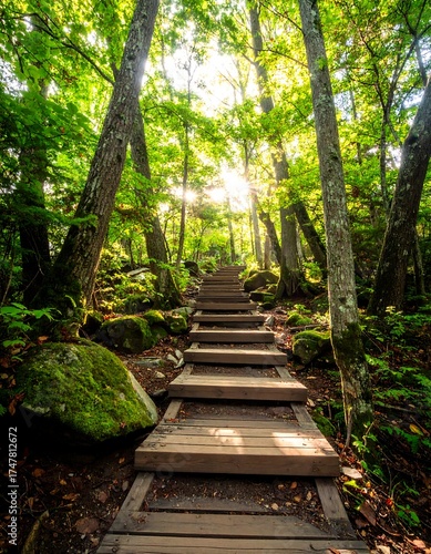 Wooden staircase leading up a path through a lush, sunlit forest