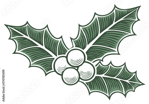 Vintage Christmas holly sprig with green leaves and berries in an engraved woodcut illustration style