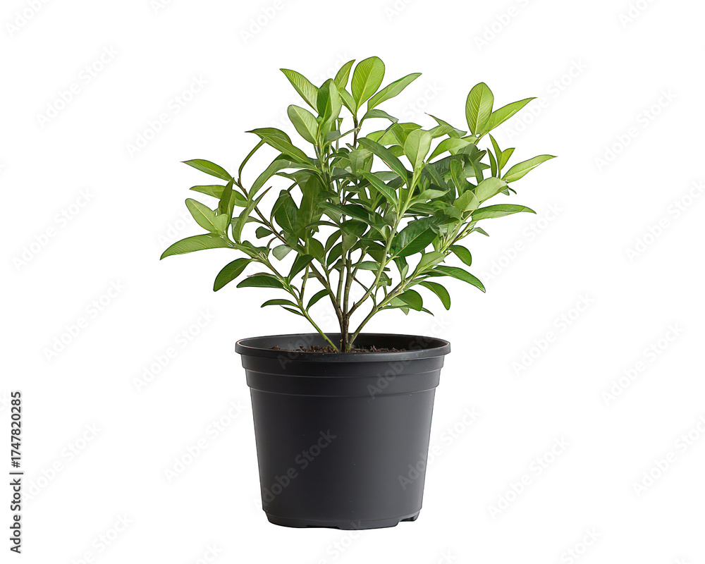 Fototapeta premium Glossy green shrub in a black plastic pot, isolated on a dark background