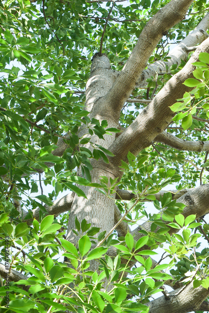 Fototapeta premium pseudopanax lessonii tree, Roadside Umbrella Tree (Schefflera Pueckleri) with leave, Green Octopus Tree Schefflera Actinophylla. Schefflera Arboricola Janine plants or Umbrella Tree. Greenhouse plant 