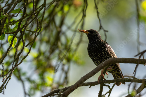 Macro close-up of a colorful bird with detailed feathers, wildlife photography showcasing nature beauty and animal portrait in sharp focus
