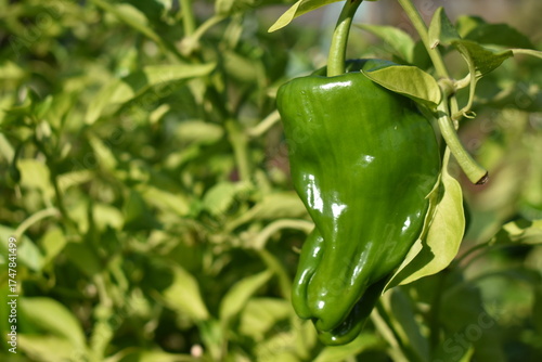 畑で実るピーマン