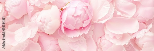 Soft pink peony flowers scattered with delicate falling petals, creating elegant romantic background for wedding stationery and beauty branding