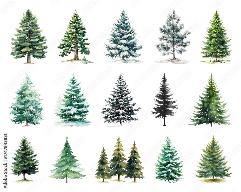 Obraz premium Diverse watercolor evergreen trees collection.