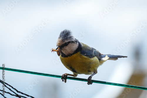 Macro close-up of a colorful bird with detailed feathers, wildlife photography showcasing nature beauty and animal portrait in sharp focus
